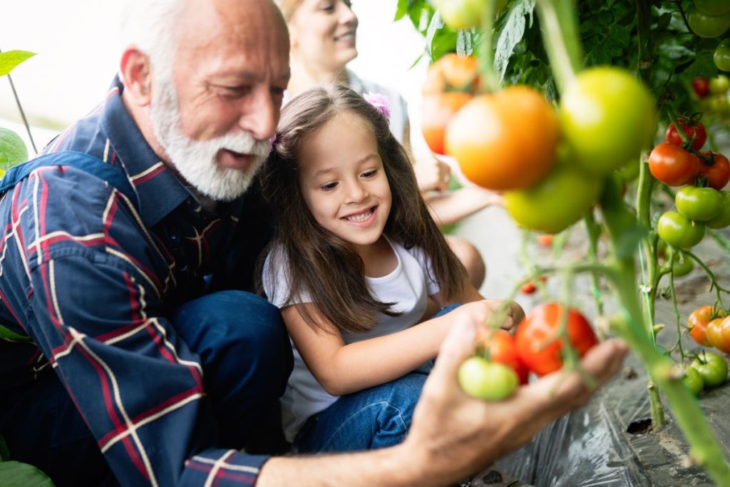 senior man growing tomatoes with granddaughter