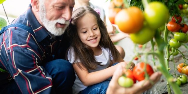 senior man growing tomatoes with granddaughter