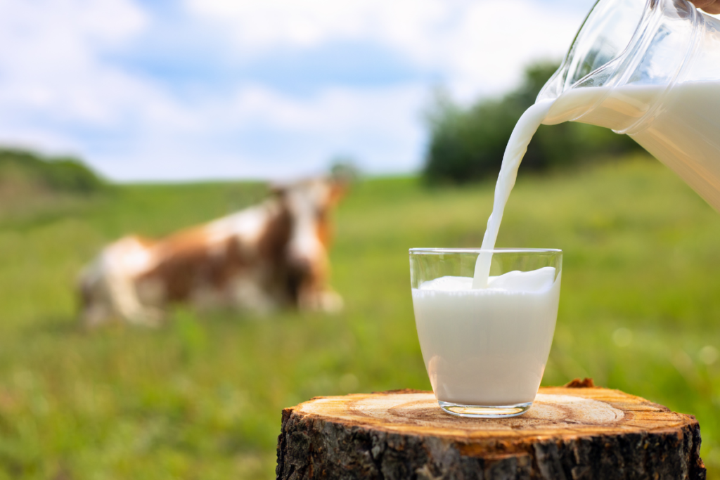 pouring milk from a jug into a glass in a field with a cow in the background